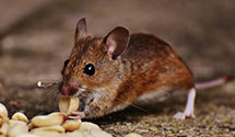 24 Hour & Emergency Exterminators in Elwood, NJ